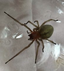 Cheiracanthium punctorium