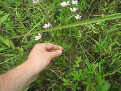 Sabatia campanulata
