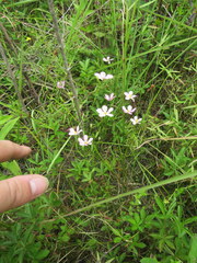 Sabatia campanulata