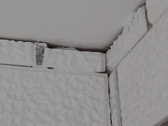 Hemidactylus turcicus