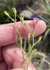 Chaenostoma subnudum