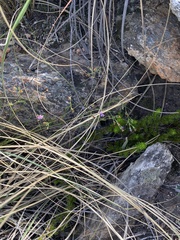 Chaenostoma subnudum