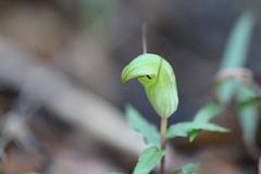 Pterostylis brumalis