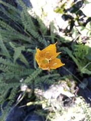 Calochortus barbatus