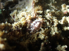 Chromodoris mandapamensis image