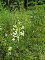 Platanthera integrilabia