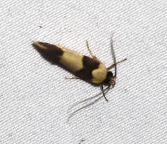 Telecrates laetiorella