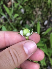 Parnassia parviflora