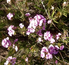 Acmadenia obtusata