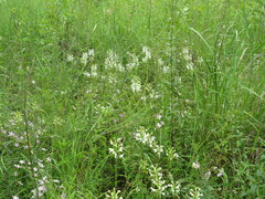 Platanthera integrilabia