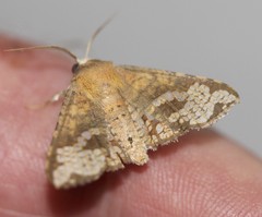 Canaea hyalospila