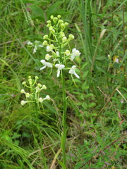Platanthera integrilabia