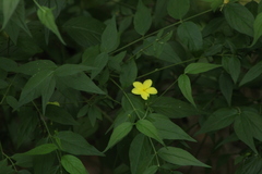 Haplophyton cimicidum