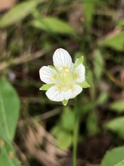 Parnassia parviflora