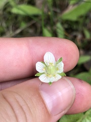 Parnassia parviflora