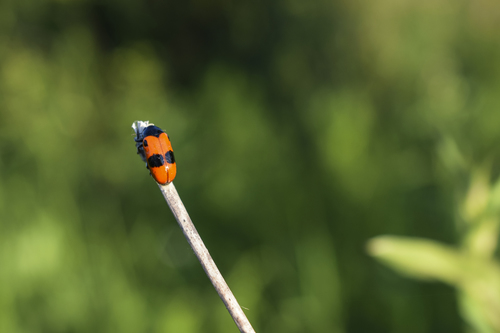 Willow Clytra, Ghimpați, România, photo 7 of 10