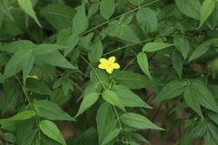 Haplophyton cimicidum