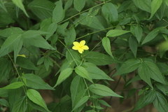 Haplophyton cimicidum