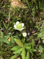 Parnassia parviflora