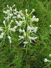Platanthera integrilabia