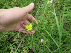 Hypericum crux-andreae