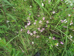 Sabatia campanulata
