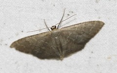 Idaea coercita