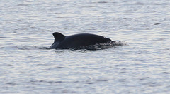 Phocoena phocoena phocoena