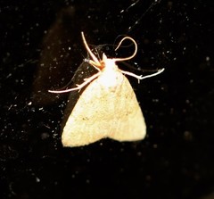 Tolpiodes oligolasia