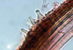 Cryptomarasmius minutus