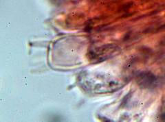 Cryptomarasmius minutus