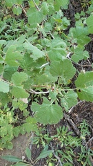 Ribes viscosissimum