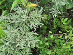 Salix humilis tristis