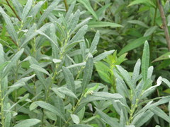 Salix humilis tristis