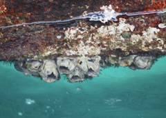 Megabalanus tintinnabulum