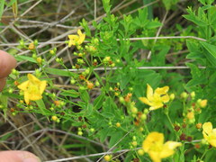 Hypericum denticulatum