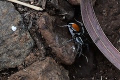 Castianeira occidens