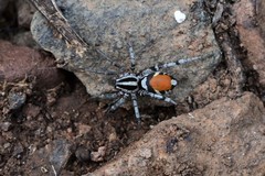 Castianeira occidens