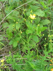 Hypericum denticulatum