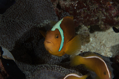 Amphiprion leucokranos