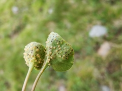 Puccinia soldanellae