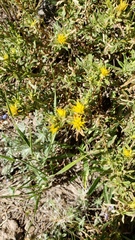Ericameria suffruticosa