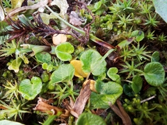 Puccinia soldanellae