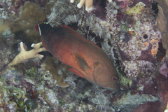 Cephalopholis urodeta