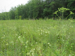 Platanthera integrilabia