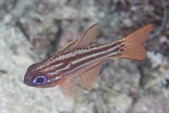 Ostorhinchus compressus