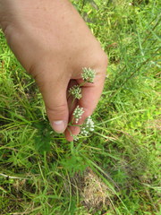 Eupatorium pilosum