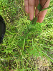 Eupatorium pilosum