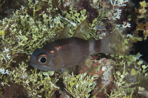Banda cardinalfish (Nectamia bandanensis) — Apogonidae — 5