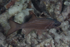 Cheilodipterus alleni